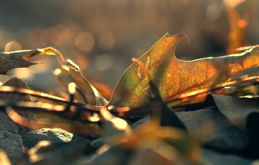 Chụp ảnh lá nắng rọi ấn tượng và nổi bật