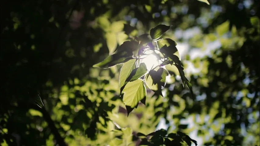 Thưởng thức macro lá cây rực nắng sống động