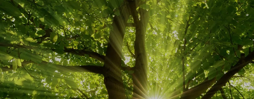 Chụp lá cây dưới nắng rực rỡ và hài hòa