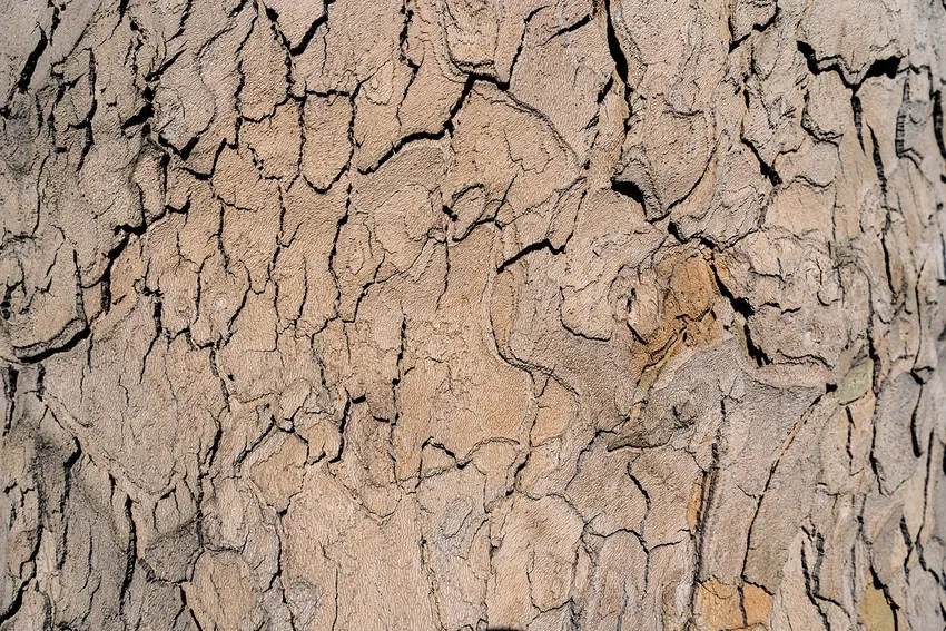 Ảnh chi tiết vỏ cây khắc họa vẻ đẹp tự nhiên