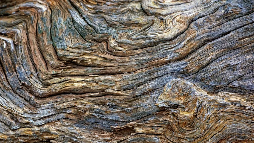 Chụp vỏ cây xù xì làm rõ nét sần sùi