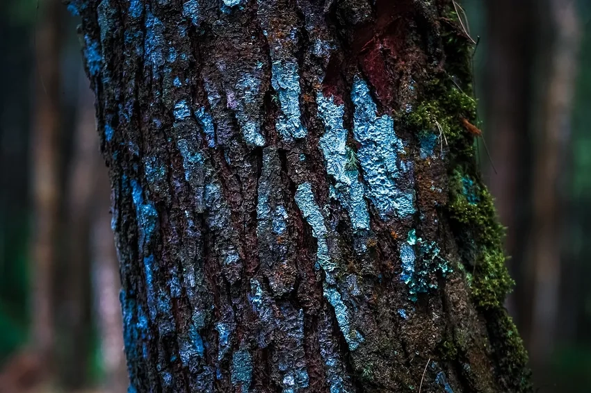 Chụp gỗ cận cảnh nhấn mạnh đường vân nổi