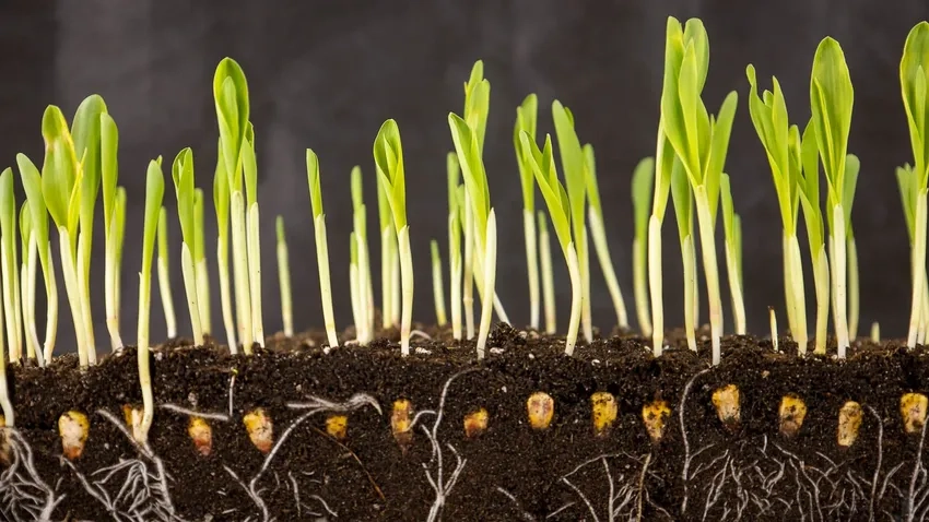 Cây non mọc đất trổ chồi non xanh mướt