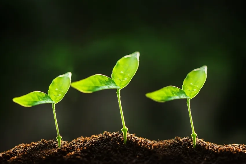 Cây non buổi sáng đón ánh nắng ban mai