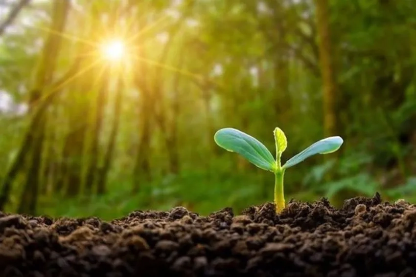 Mầm cây chồi non khoe sắc xanh đầy sức sống