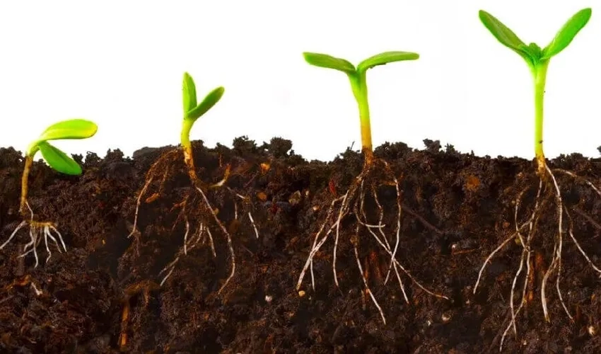 Cây giống nảy mầm tươi tốt trong chậu nhỏ