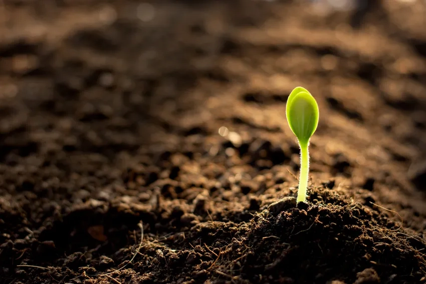 Cây con đất ẩm khoe chồi non mơn mởn