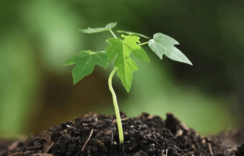 Cây non phong cảnh xanh mướt giữa thiên nhiên