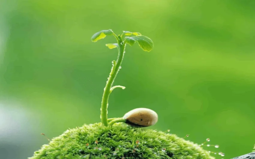 Cây non nảy chồi non mềm mại trong nắng