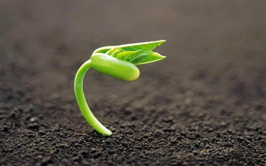 Cây non cận cảnh khoe từng chồi non tươi