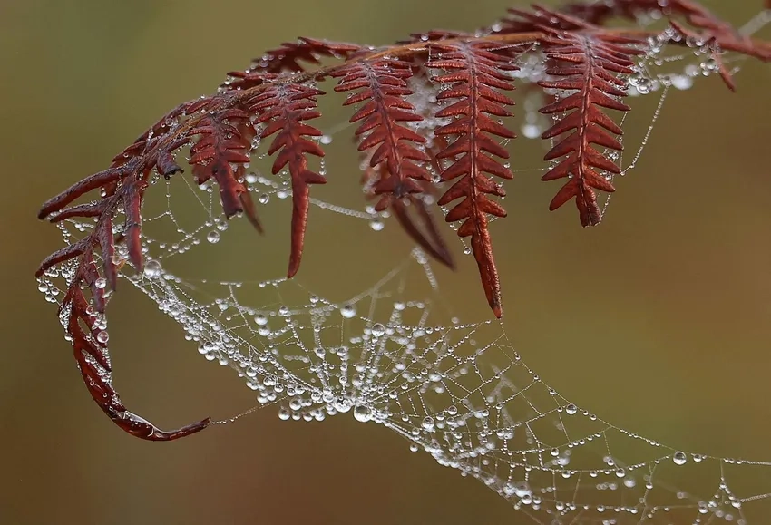 Hình ảnh giọt nước trên mạng nhện long lanh