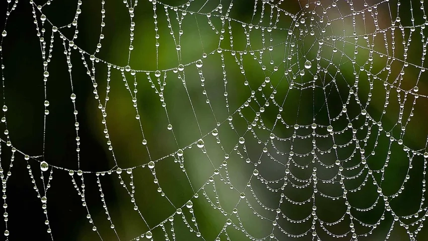Macro nhiếp ảnh mạng nhện phơi bày vẻ đẹp tinh tế