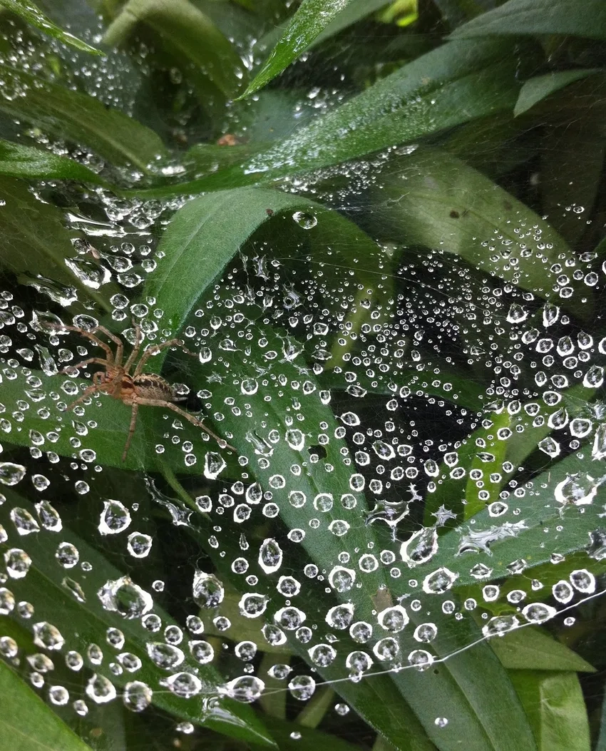 Ảnh mạng nhện buổi sáng lung linh sương mai