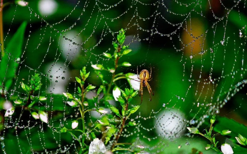 Ảnh mạng nhện đẹp phản chiếu ánh sáng sớm tuyệt vời