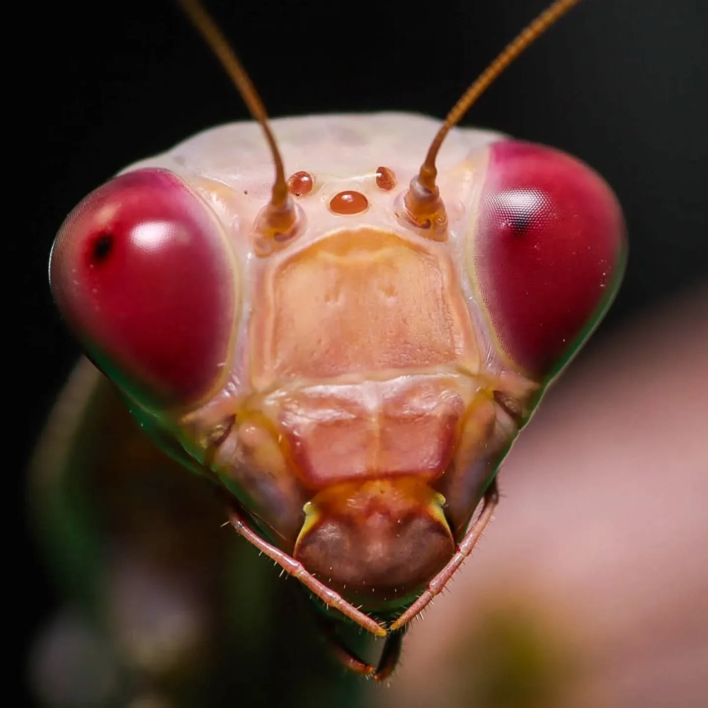 Đồng tử giả của bọ ngựa di chuyển theo hướng nhìn người xem