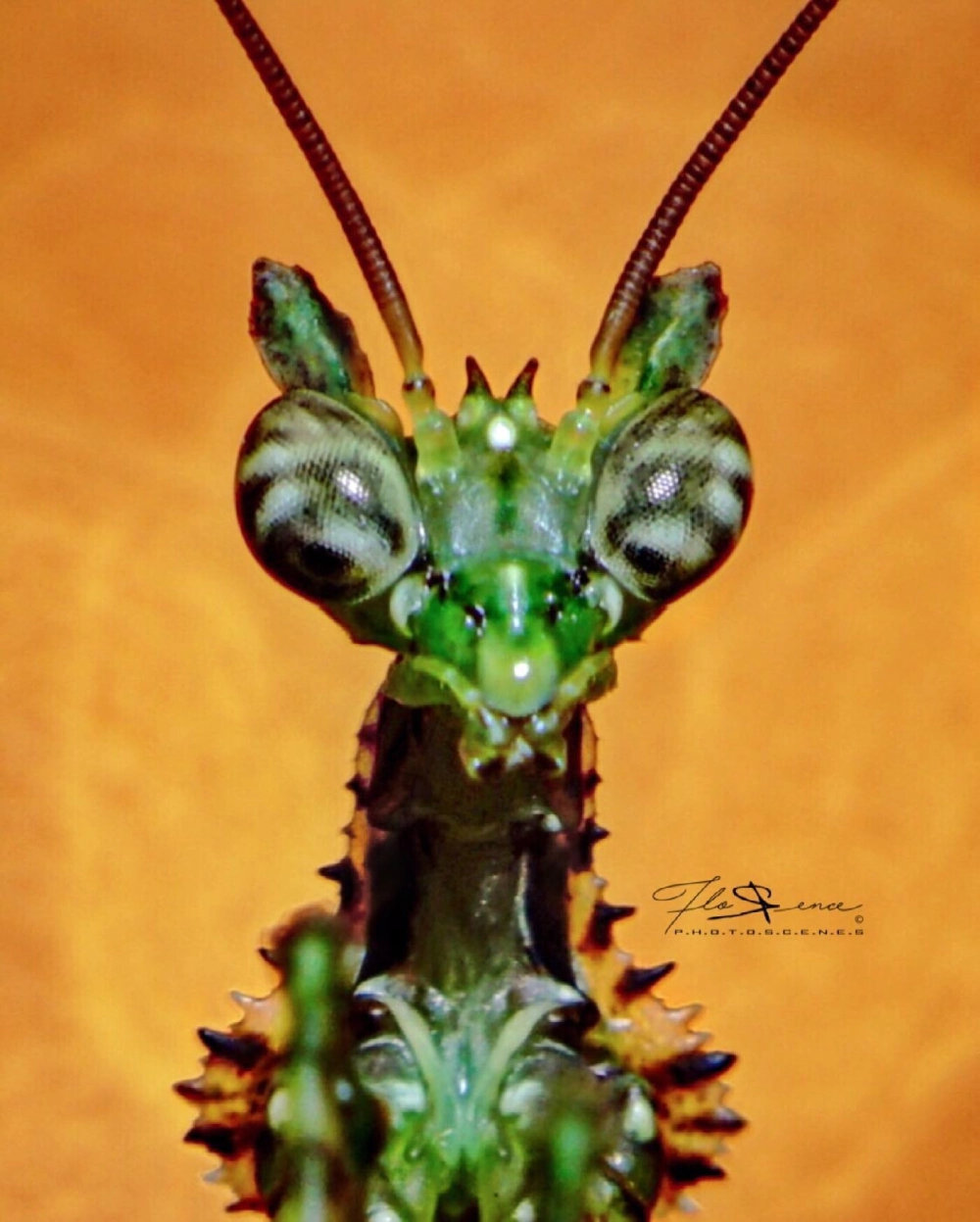 Cấu tạo mắt bọ ngựa phức tạp dưới ống kính macro siêu nét