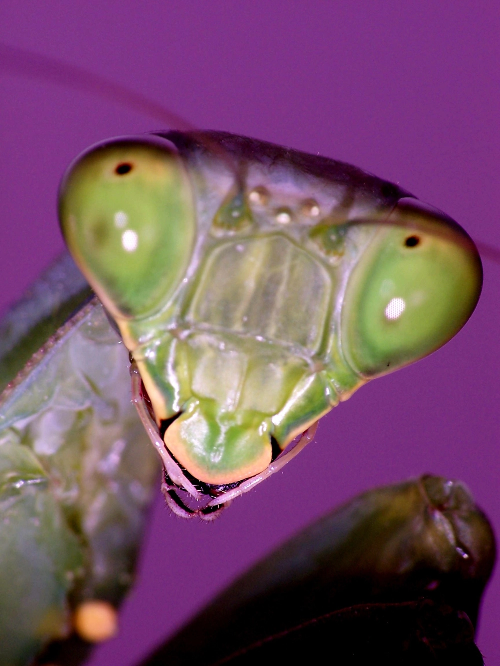 Bọ ngựa đang rình mồi với ánh mắt tập trung cao độ