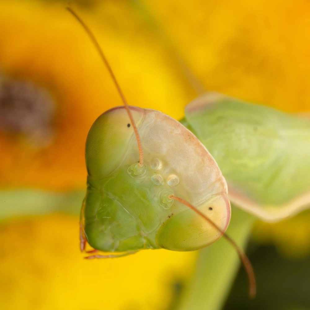 Bọ ngựa que mắt dài ngụy trang hoàn hảo trên cành cây khô