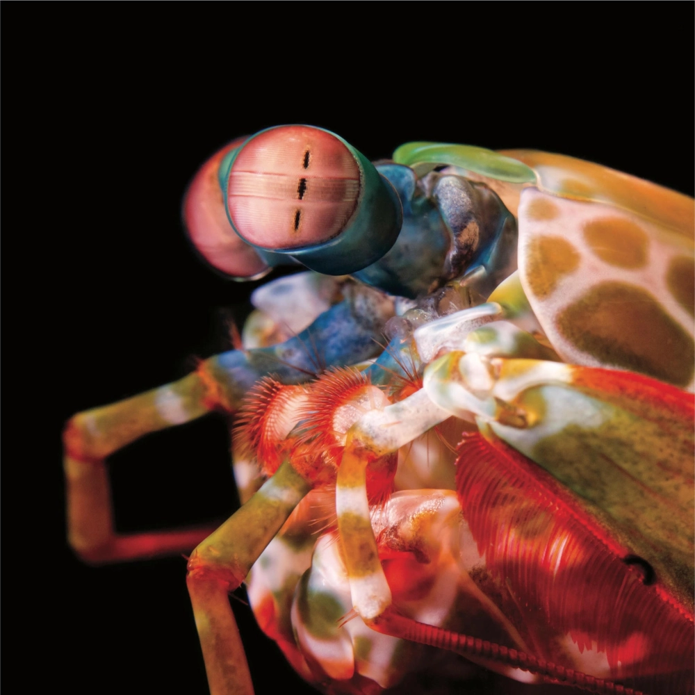 Góc chụp nghiêng khoe trọn độ nổi của bọ ngựa mắt lồi