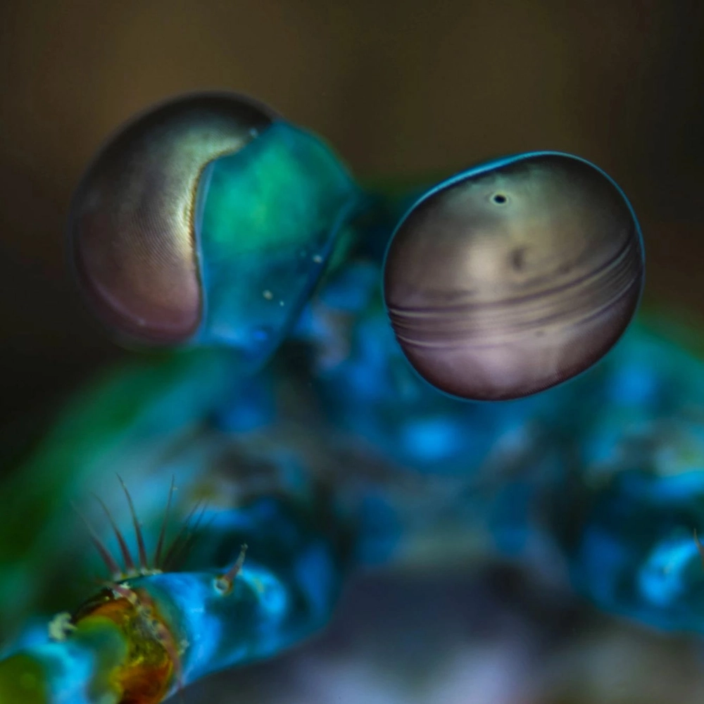 Chân dung bọ ngựa phong lan mắt hồng tuyệt đẹp trên cánh hoa