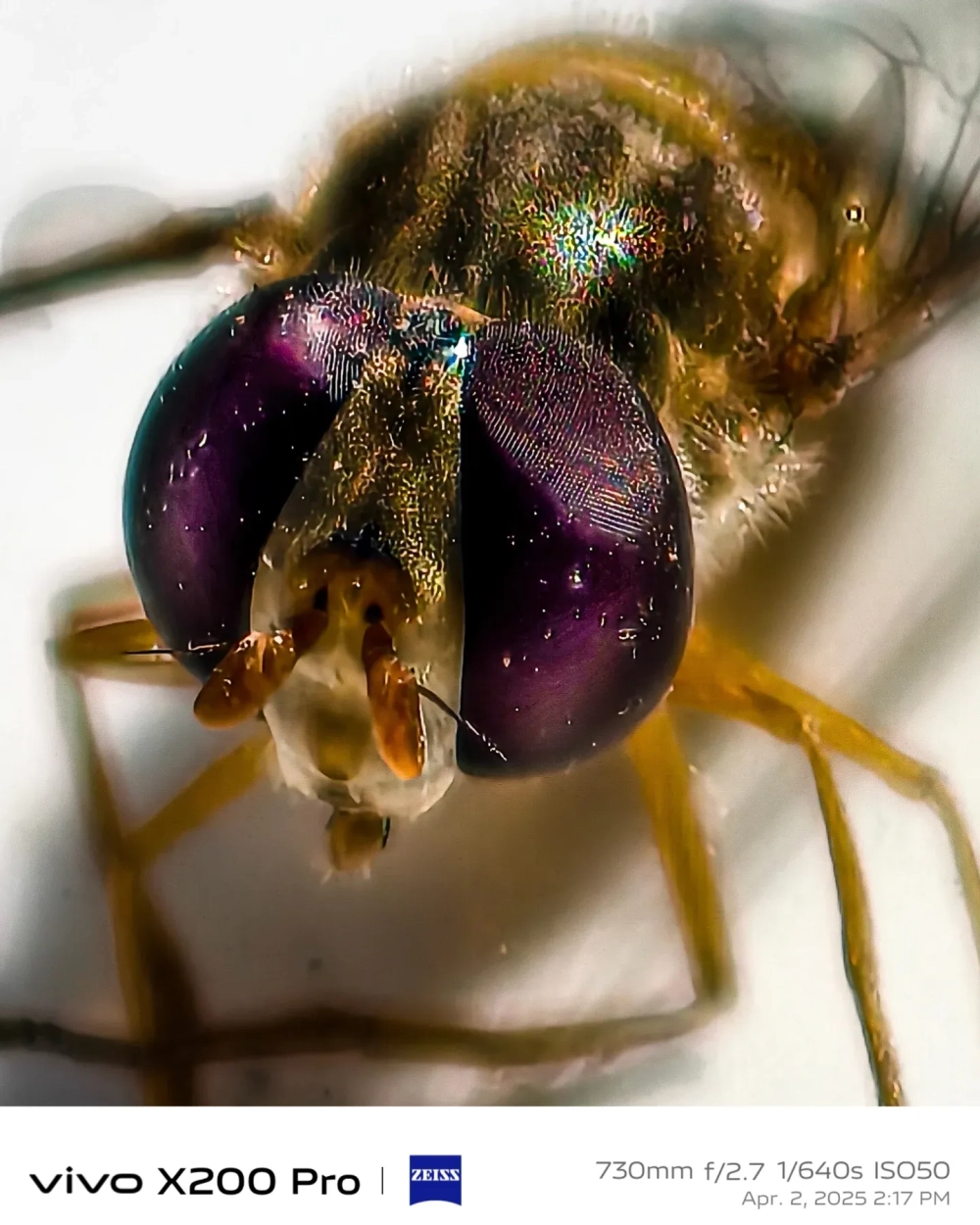 Cận cảnh giác mạc hình lục giác của mắt chuồn chuồn săn mồi