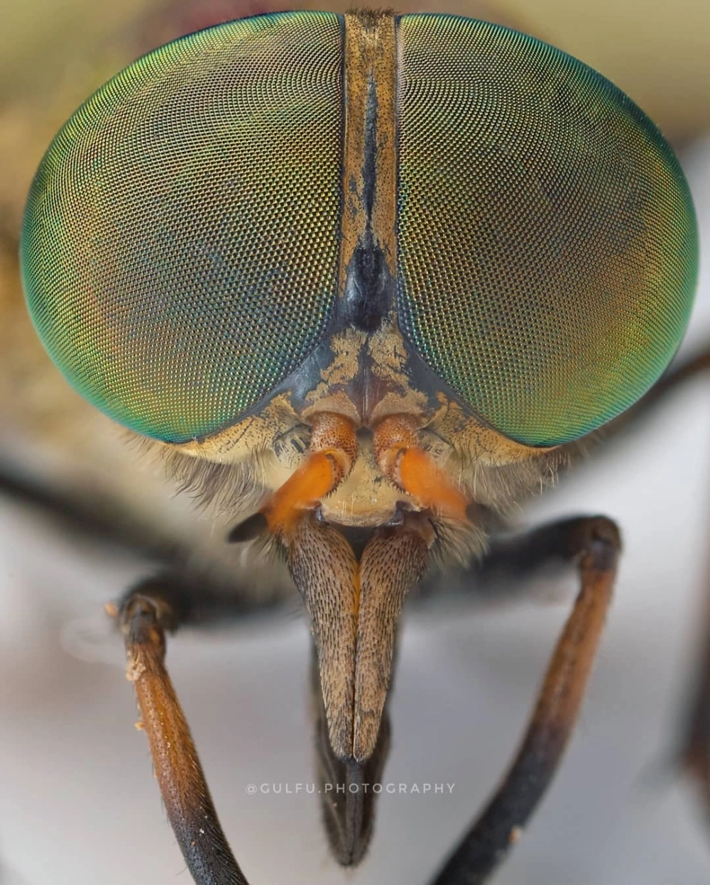 Chân dung chuồn chuồn ớt mắt đỏ rực rỡ dưới ánh nắng mặt trời