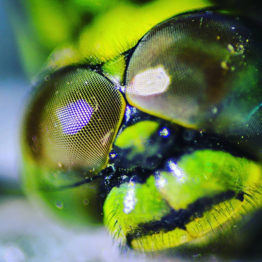 Khoảnh khắc nghệ thuật mắt chuồn chuồn đọng nước sương mai lấp lánh