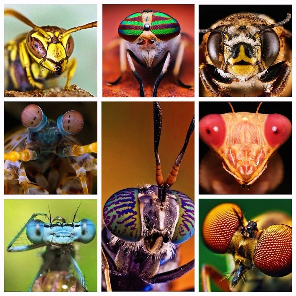 Chuồn chuồn ớt với đôi mắt đỏ au nổi bật trên nền trời xanh