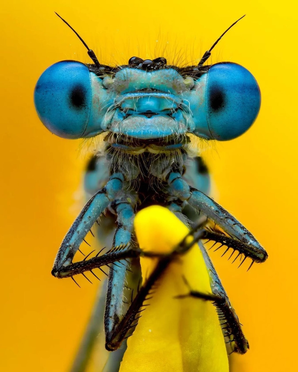 Vẻ đẹp tinh tế của mắt chuồn chuồn kim với hai mắt tách biệt nhau