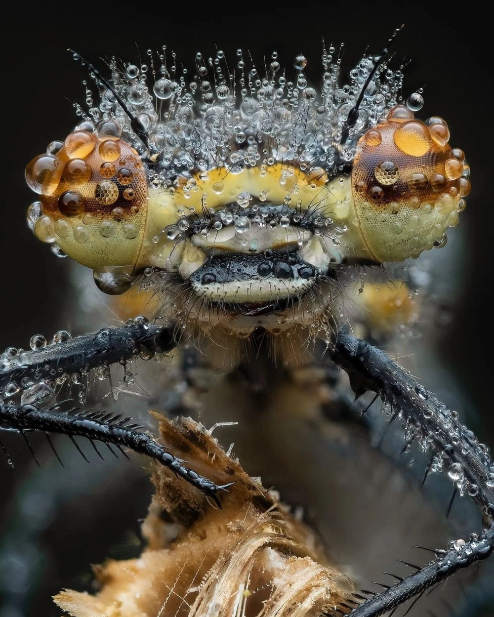 Hình ảnh mắt chuồn chuồn ngô to lớn chiếm trọn khung hình macro