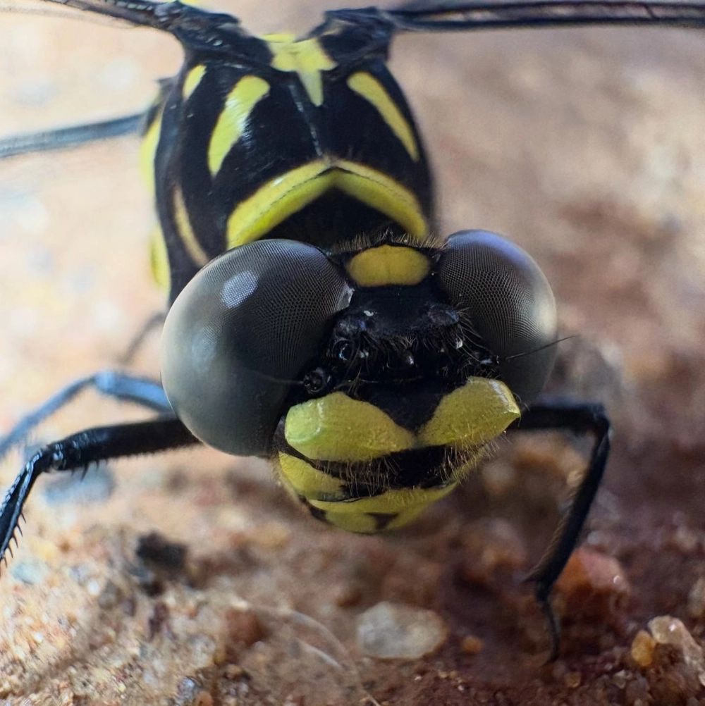 Cận cảnh mắt chuồn chuồn macro hiển thị rõ hàng nghìn thấu kính nhỏ