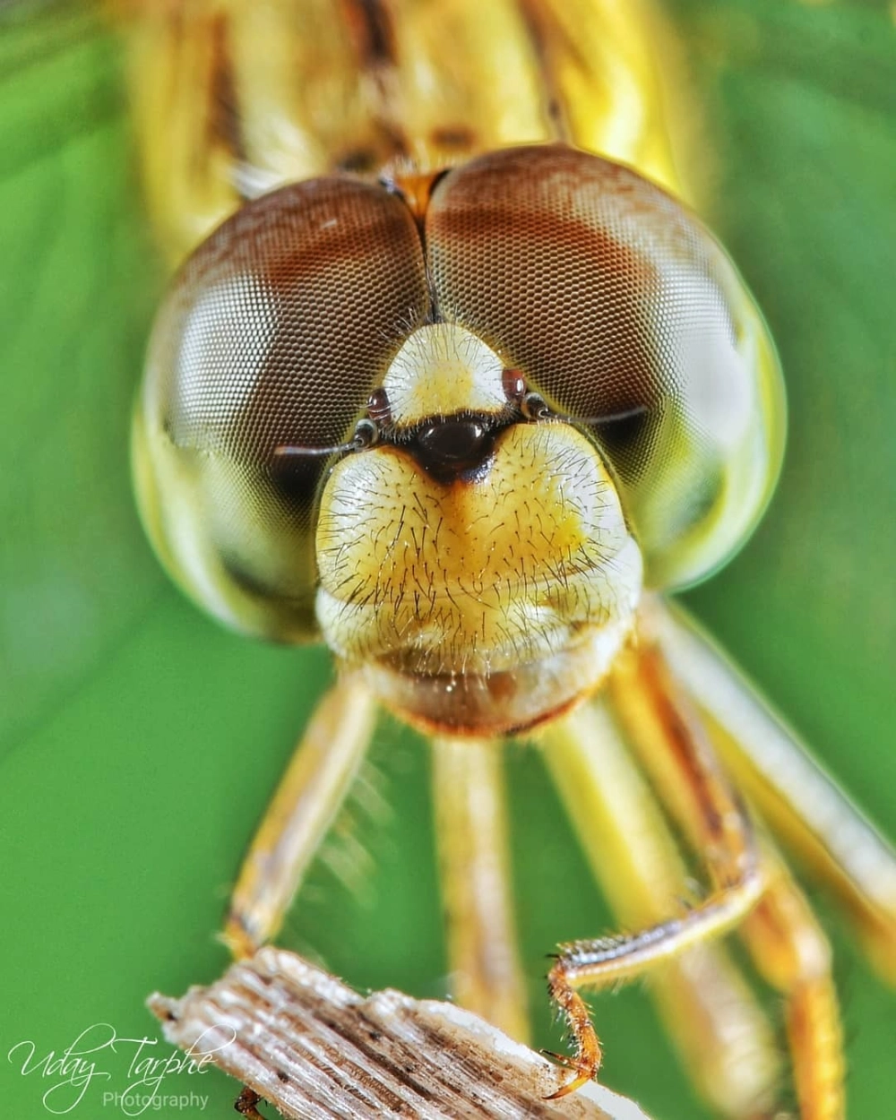 Vẻ đẹp huyền ảo của chuồn chuồn xanh mắt ngọc trong rừng nhiệt đới