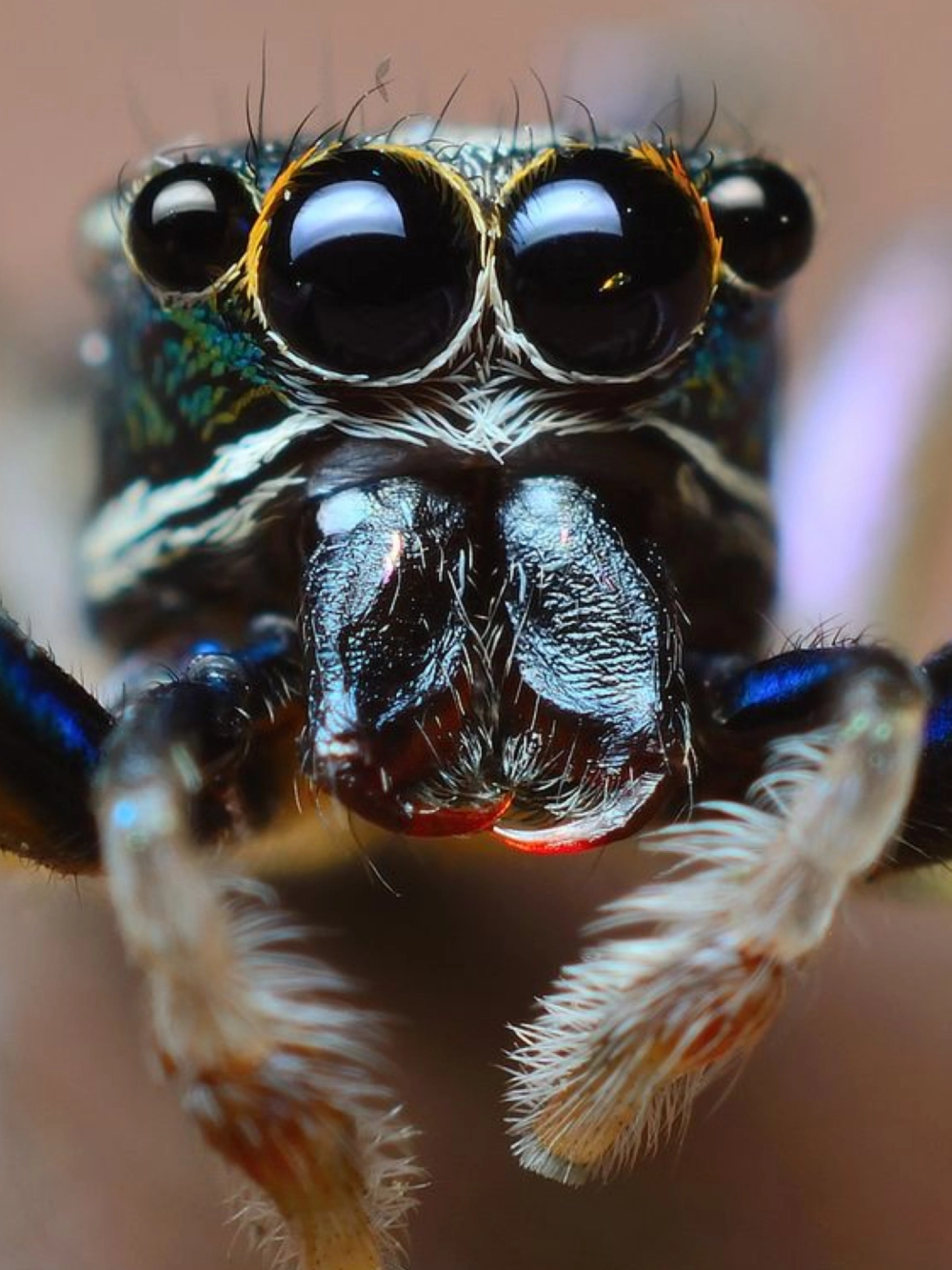 Ánh sáng tự nhiên phản chiếu lấp lánh trong mắt nhện nhảy macro