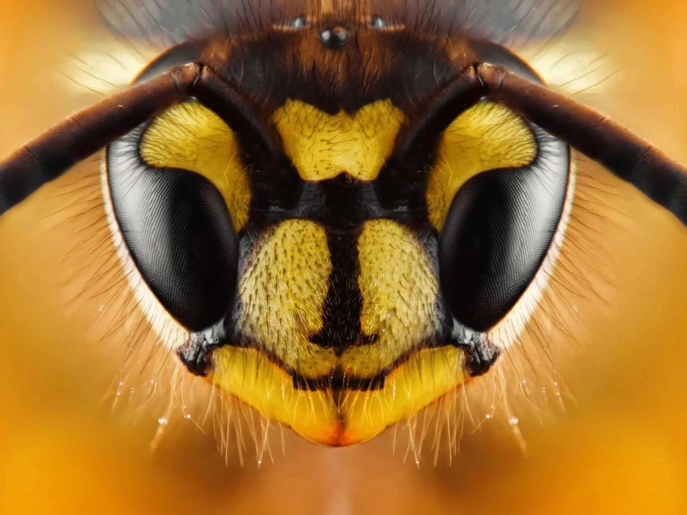 Cận cảnh chân dung ong mật với đôi mắt kép khổng lồ chiếm phần lớn đầu