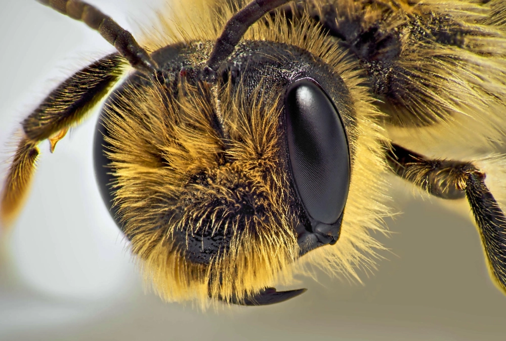 Sự khác biệt rõ rệt về kích thước giữa mắt ong thợ và ong chúa