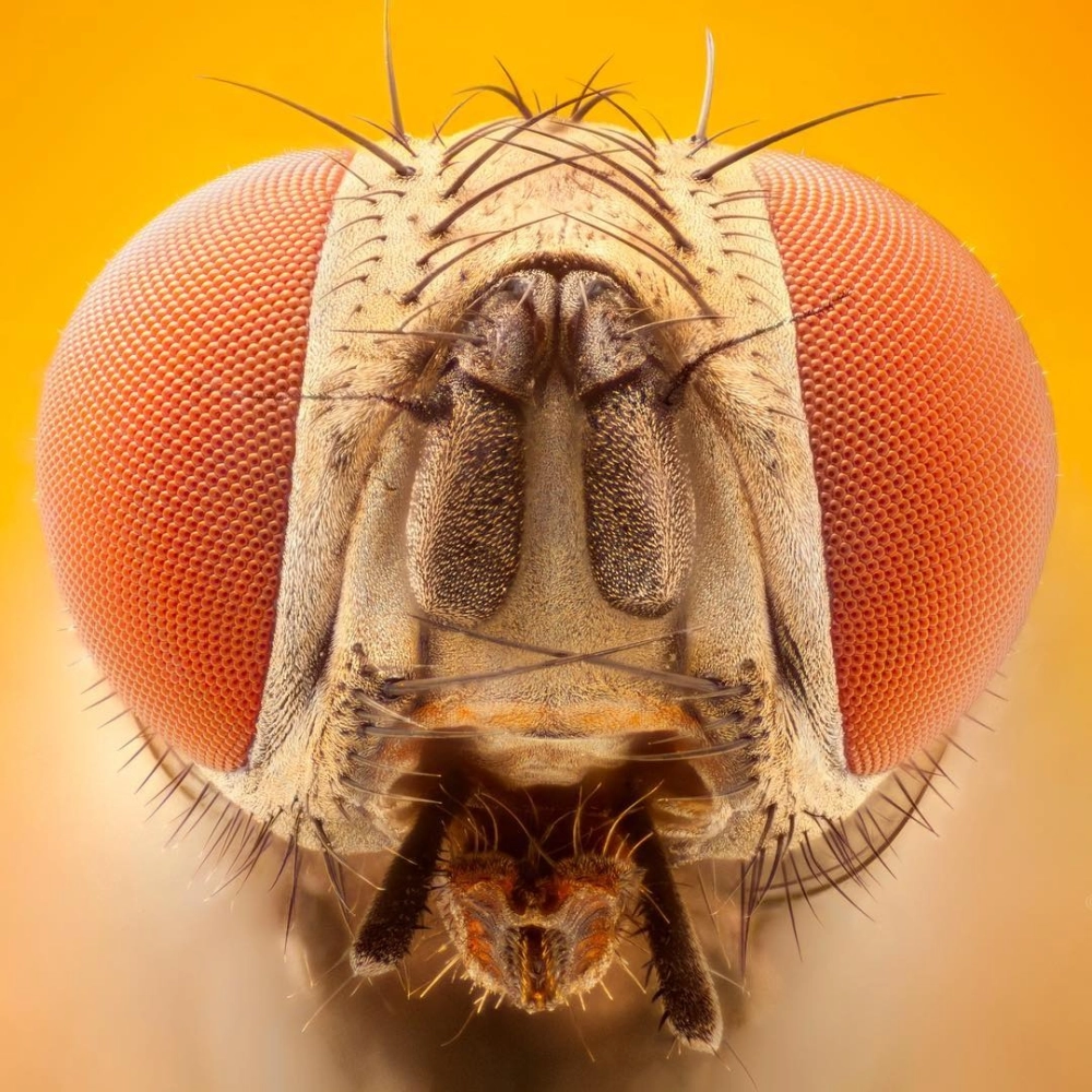 Những sợi lông tơ mọc xen kẽ giữa các mắt đơn của ruồi