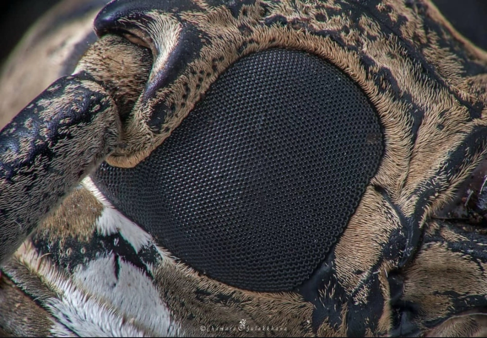 Góc nhìn siêu cận cảnh mắt lưới của ruồi trâu