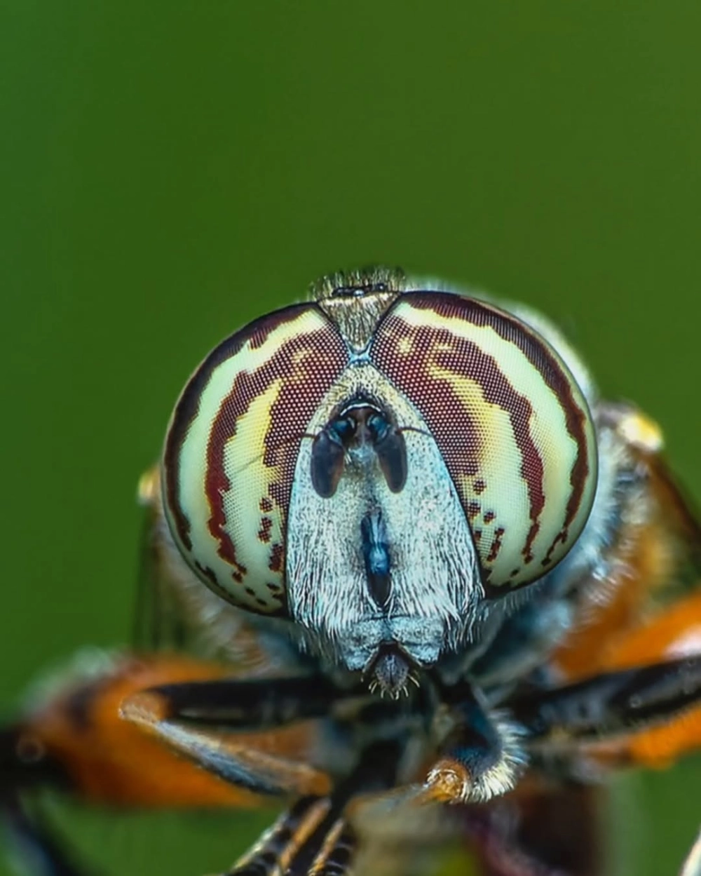 Cấu tạo mắt kép côn trùng hình lục giác dưới kính hiển vi