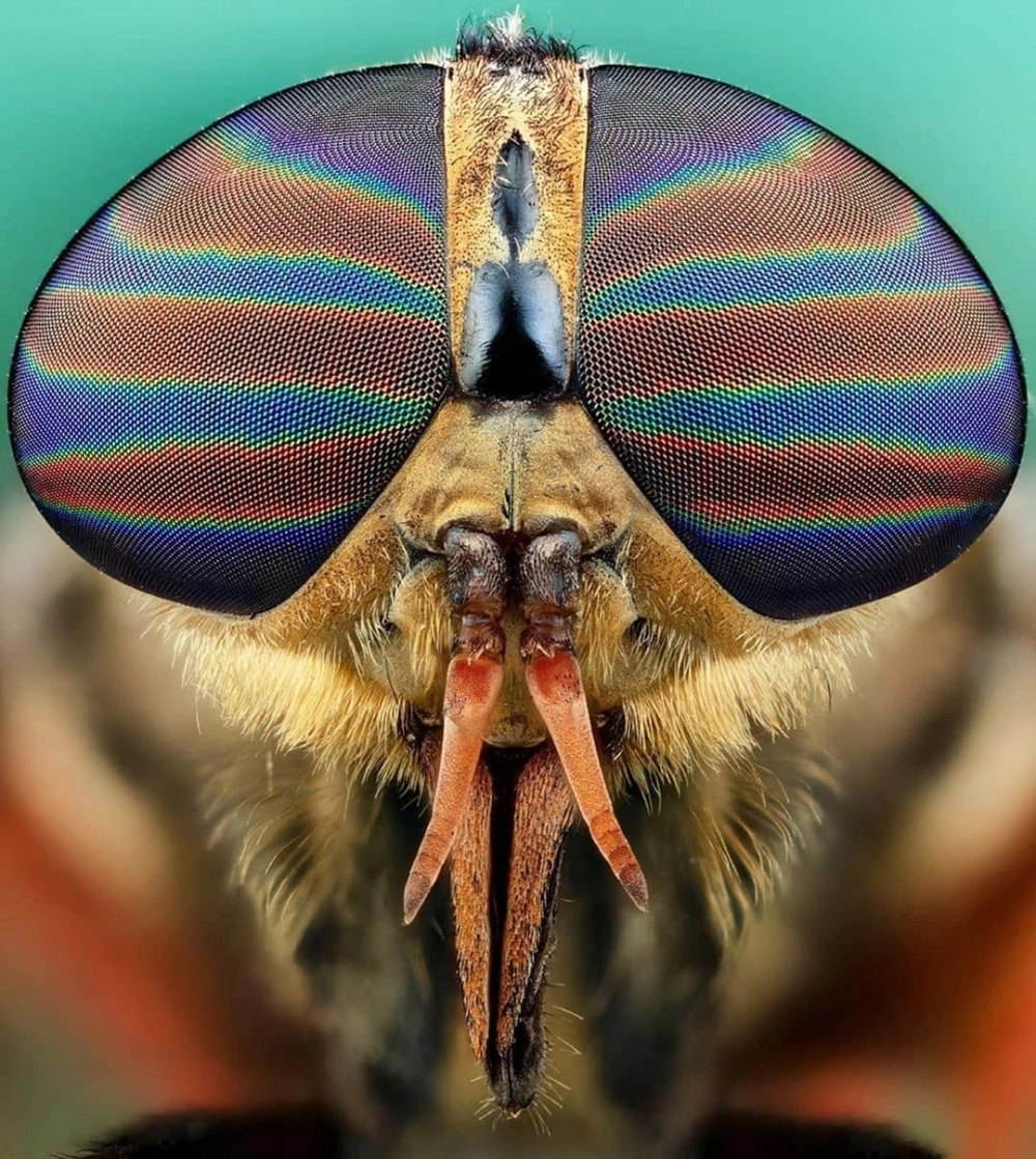 Mắt ruồi soi kính hiển vi điện tử độ phân giải cao