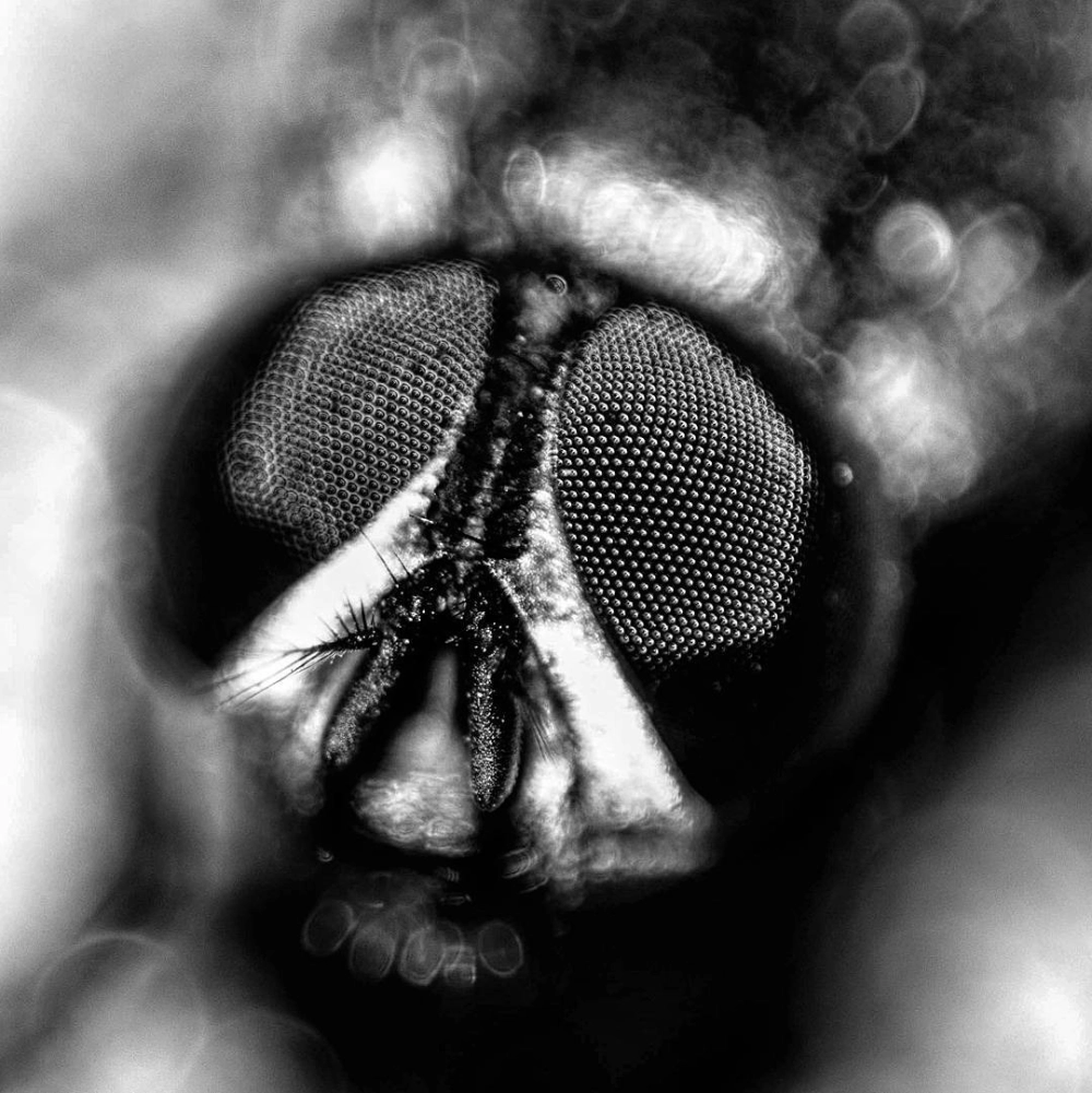 Ruồi nhìn thấy gì qua cấu tạo mắt kép phức tạp