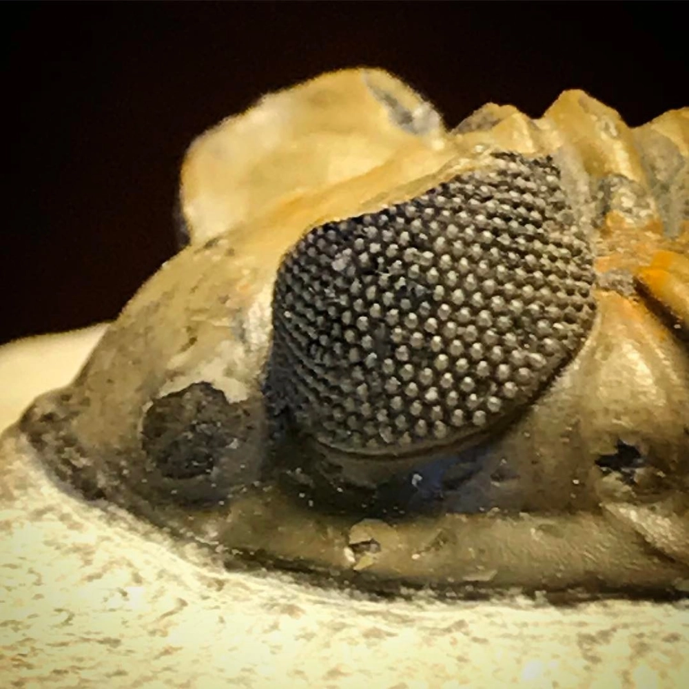 Cấu trúc mắt ruồi lồi giúp quan sát toàn cảnh 360 độ