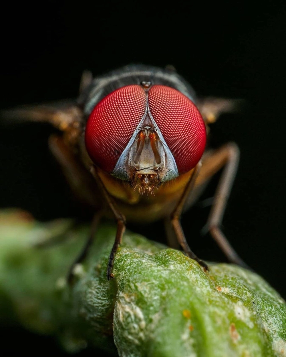 Sự khác biệt rõ rệt giữa mắt đơn và mắt kép côn trùng