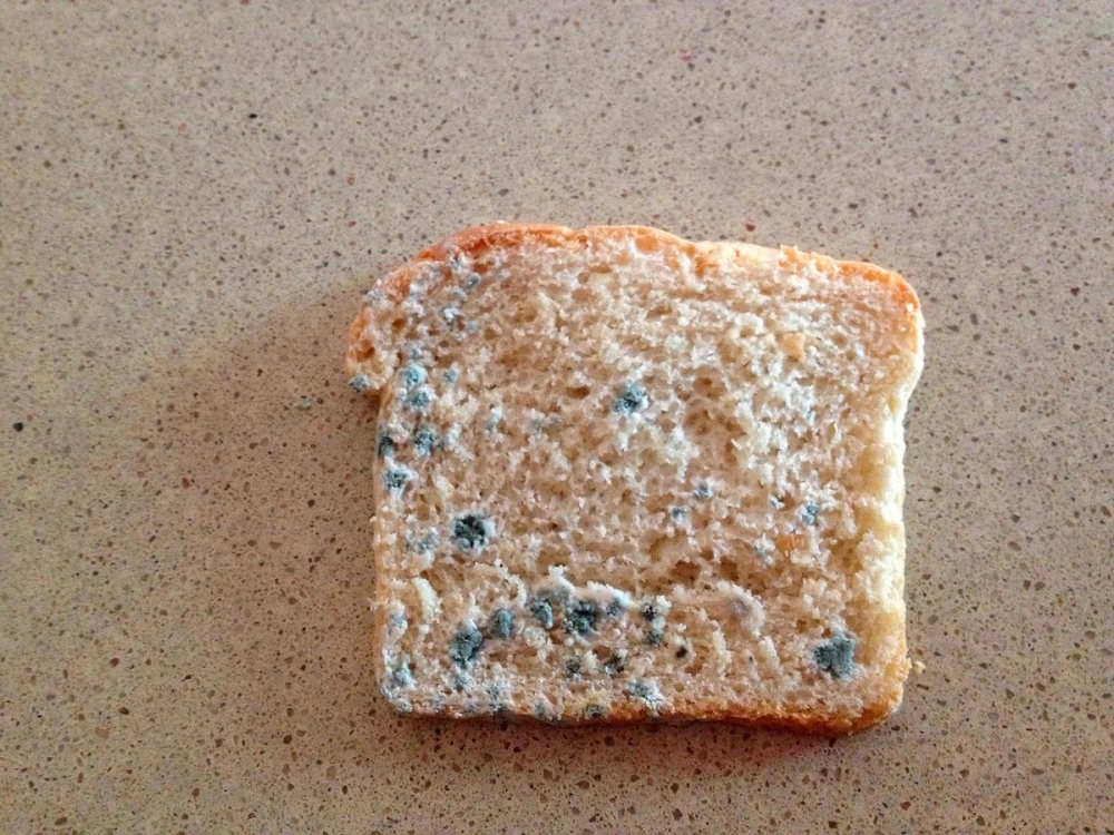 Tác hại của nấm mốc bánh mì tiềm ẩn nguy cơ lớn