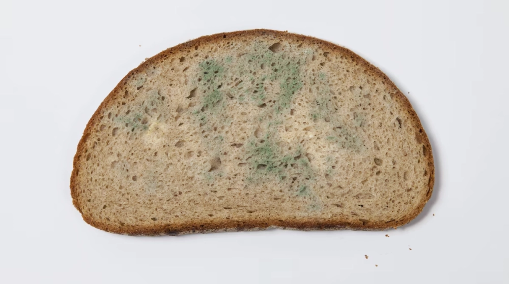 Nấm mốc bánh mì dưới kính hiển vi hiện chi tiết rõ