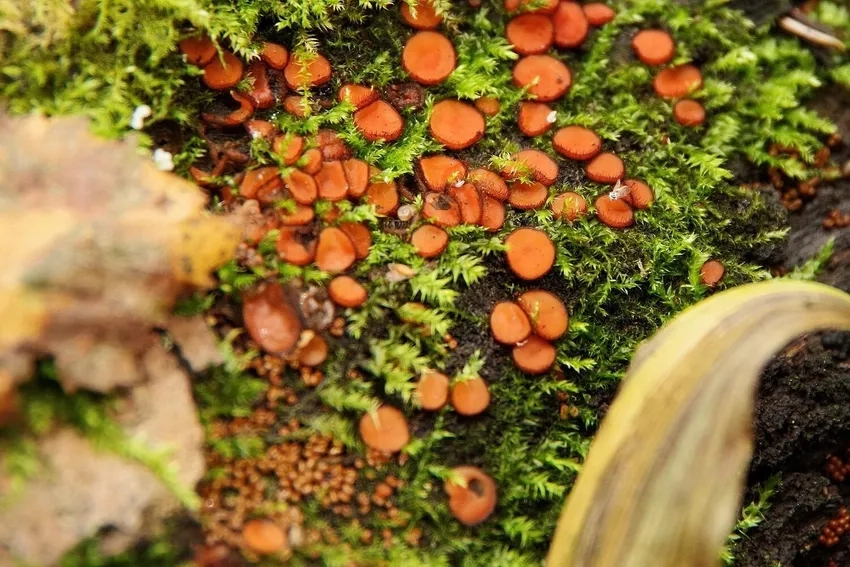 Nấm tí hon trong rừng tạo nét huyền bí trong ảnh nấm hoang dại