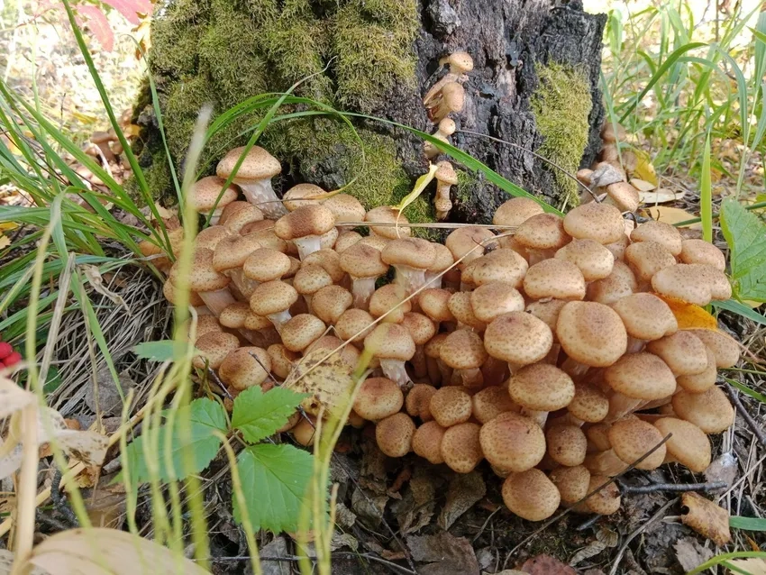 Nấm tí hon trong rừng rõ nét tuyệt đẹp trong ảnh nấm rừng macro