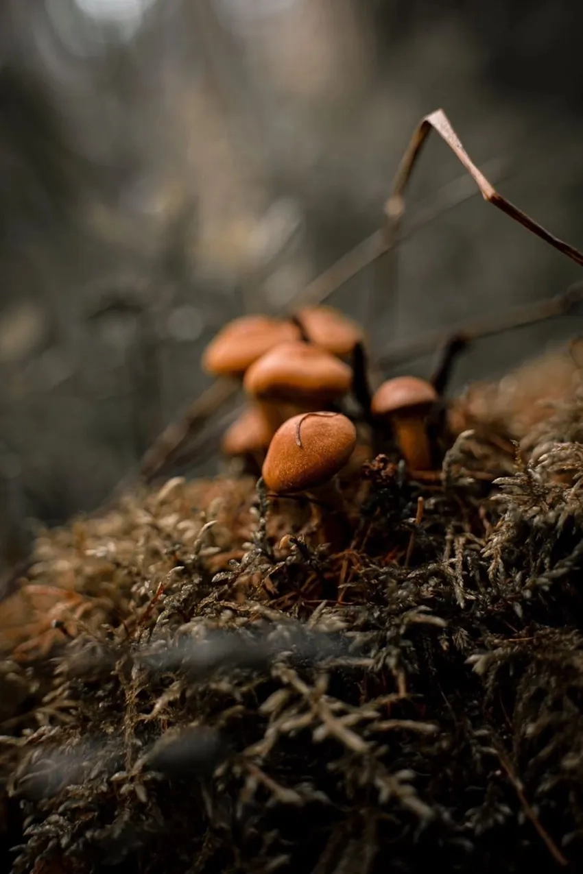 Nấm tí hon trong rừng rực rỡ ánh sớm trong hình nấm rừng dưới tán cây