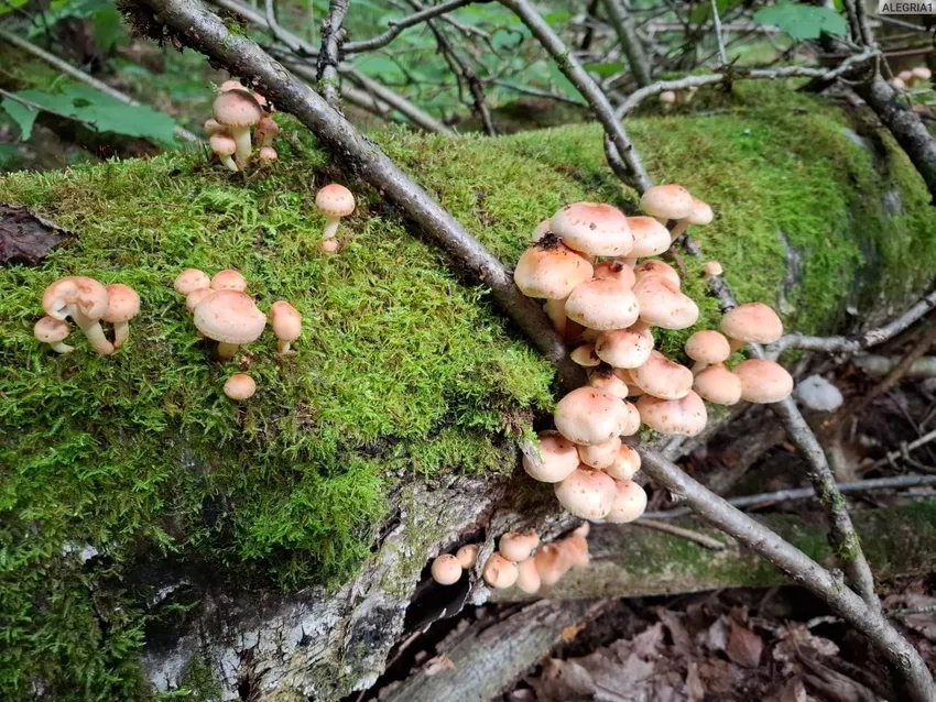 Nấm tí hon trong rừng hé lộ thiên nhiên thuần khiết trong ảnh nấm dại trong rừng