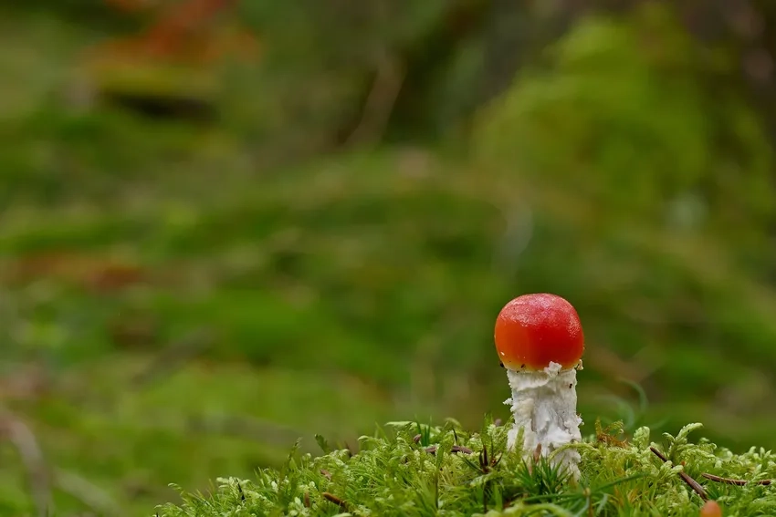 Nấm tí hon trong rừng tạo chiều sâu trong ảnh rừng nấm phong cảnh