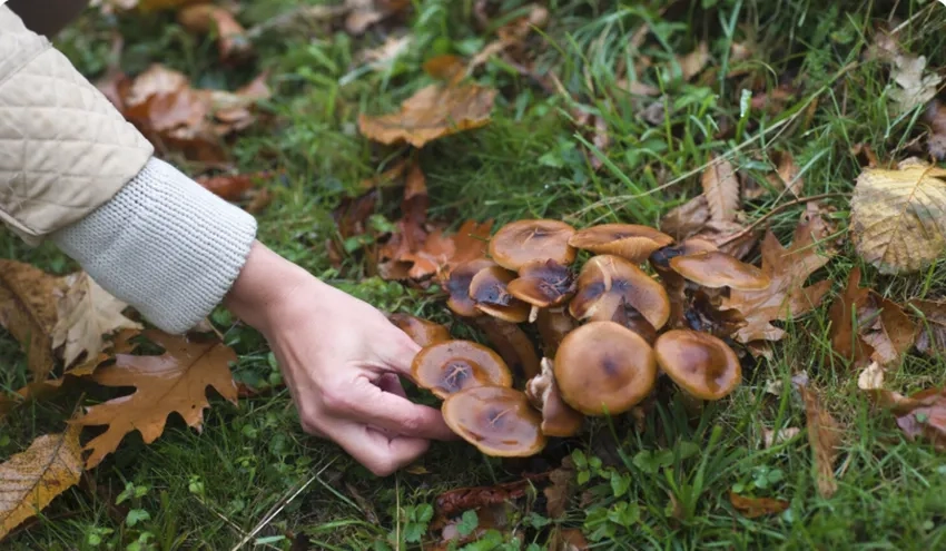 Nấm tí hon trong rừng nổi bật khi xem ảnh nấm lớn nhỏ so sánh